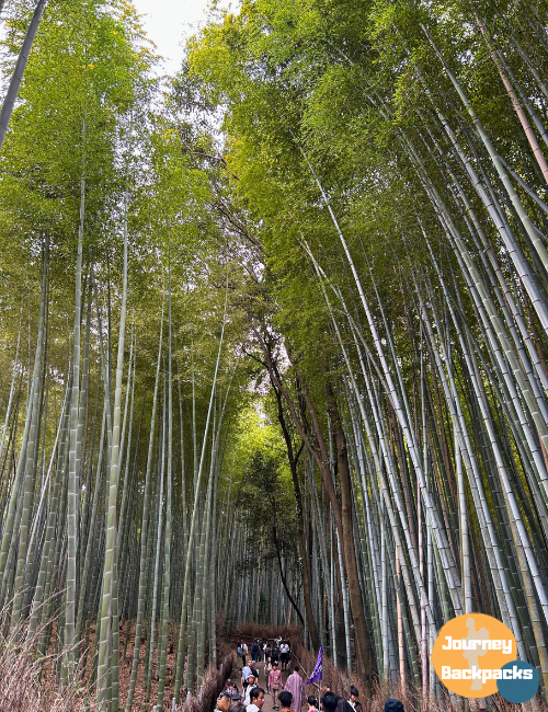 京都必去景點推薦：嵐山竹林（圖／酒妮背包攝）