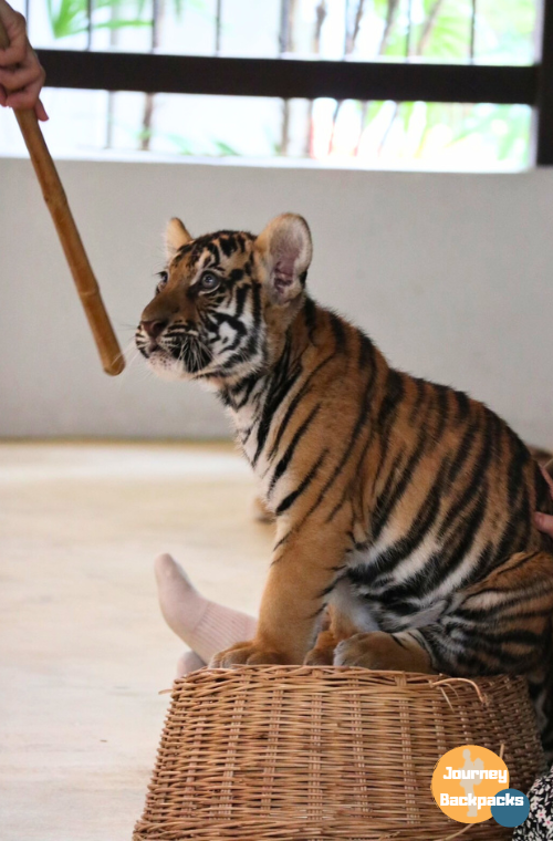 飼育園會用竹棒逗老虎，跟老虎玩，讓老虎和遊客拍照，是不是很像在逗貓咪～（圖／酒妮背包攝）