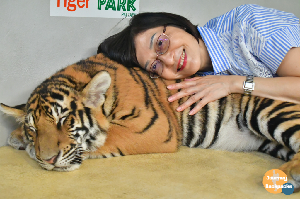 小老虎的尺寸比新生虎大一點，看起來也比較有老虎的感覺，寶寶虎實在太像貓。（圖／酒妮背包攝）