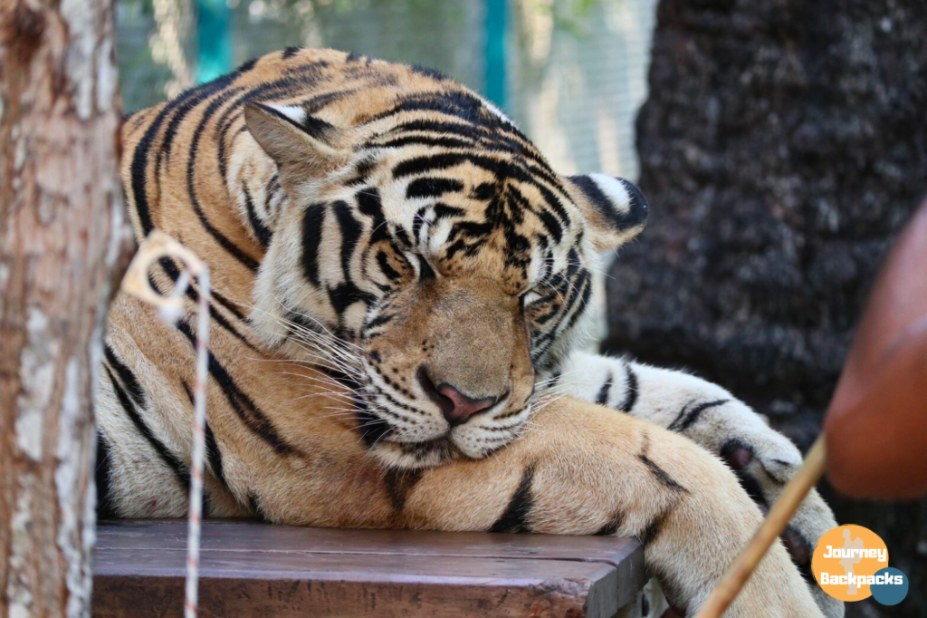 泰國芭達雅老虎園大老虎。（圖／酒妮背包攝）