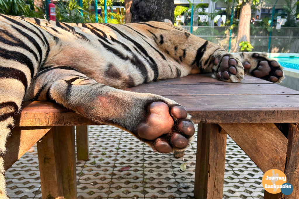 芭達雅老虎園的大老虎，肉掌看起來超厚、超Q彈。（圖／酒妮背包攝）