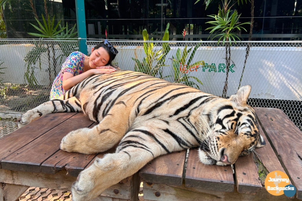 服務人員會引導你拍照的動作，趴在老虎身上抱抱他是ok的喔。（圖／酒妮背包攝）