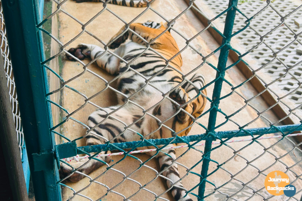 園區某隻中型虎睡到腿開開，有夠可愛。（圖／酒妮背包攝）