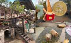 「Time奶奶樹屋」位在新北市萬里區加投路的巷子裡，主要販售咖啡、甜品，售價落在100～150元左右。不僅能坐在特色樹屋裡喝咖啡，還有沙坑、溜滑梯，最重要的是能和水豚、迷你馬、山羊、兔子、鴨子、烏龜一起玩。有別於一般寵物咖啡廳，在這邊和小動物互動不太會限時，可以沒有壓力的跟動物玩。「Time奶奶樹屋」旁邊還有「G公公餐車」販售各式炸物，不過，這兩間店都沒有販售正餐，推薦大家吃完附近的平價料多「灶桑小卷米粉」，再開車過來，Time奶奶樹屋有免費停車場可以停呦！