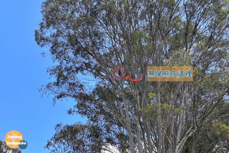 無尾熊躲在樹上,有夠會爬,在這麼高的地方睡覺 無尾熊躲在樹上,有夠會爬,在這麼高的地方睡覺?