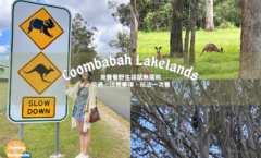 Coombabah Lakelands庫巴巴保護區》免費看野生袋鼠無尾熊！交通、注意事項、玩法一次看