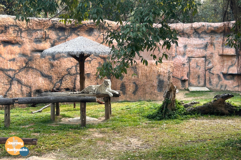 夜間動物園的好處就是貓科動物精神比較好，比起日間動物園懶懶的大貓