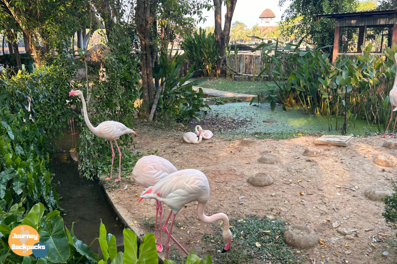 清邁夜間動物園地圖裡的紅鶴
