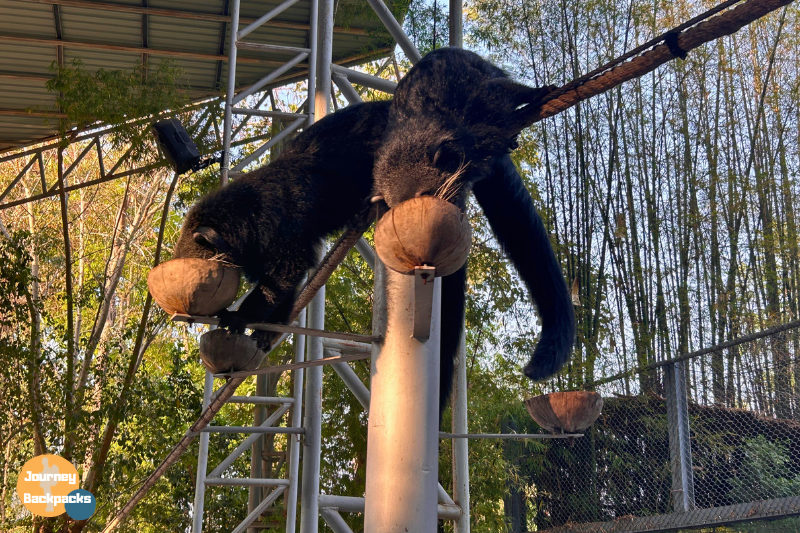 清邁夜間動物園野生動物表演