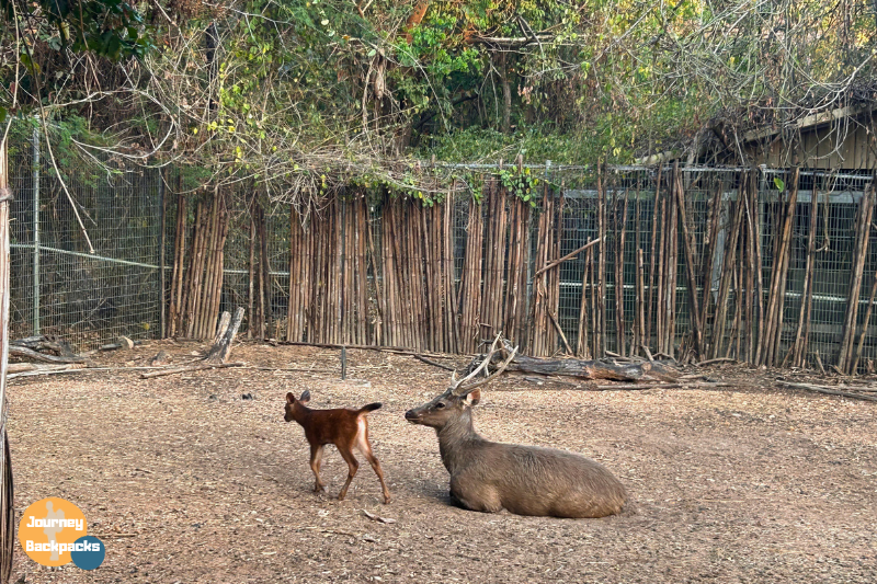 清邁夜間動物園鹿鹿與小鹿寶