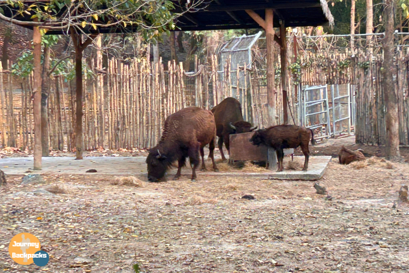 清邁夜間動物園美洲野牛