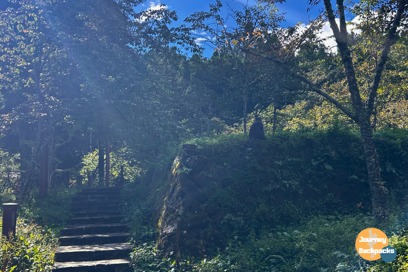 不過天氣涼涼的酒妮決定用走的,沿途看到阿里山吊橋、象鼻木、三代木,還有捕捉到台灣獼猴的身影。
