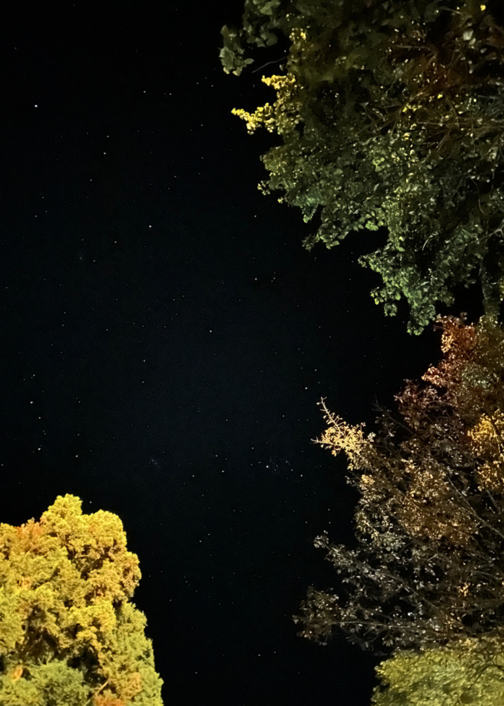 阿里山看星星