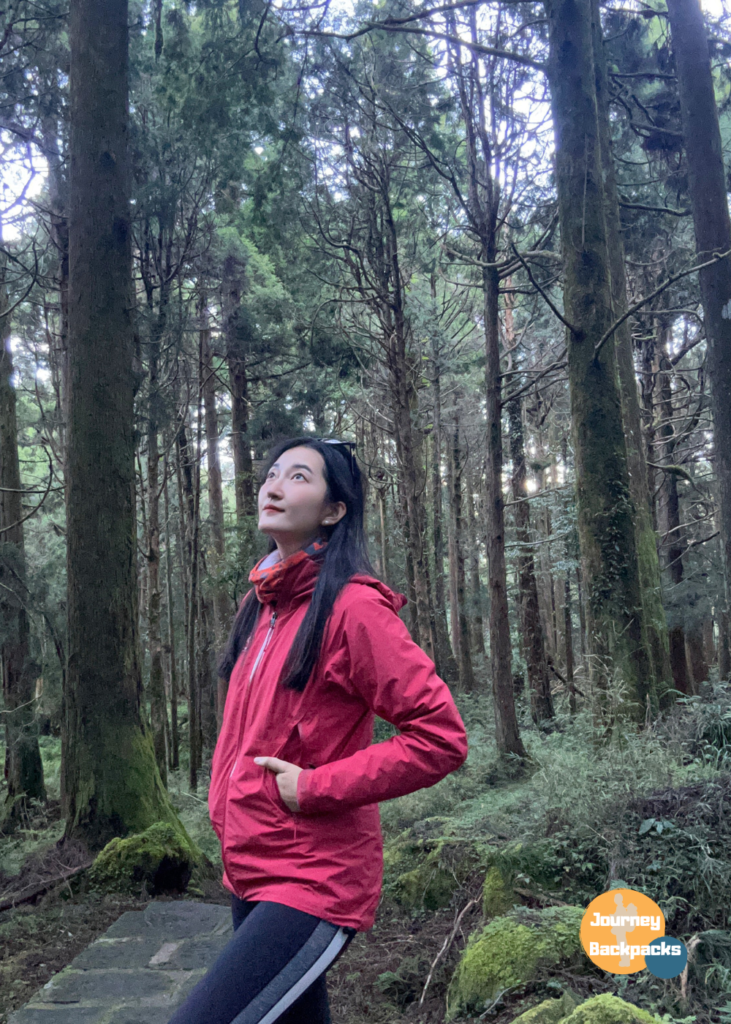 阿里山巨木步道