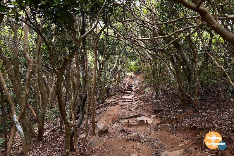 龍貓森林步道